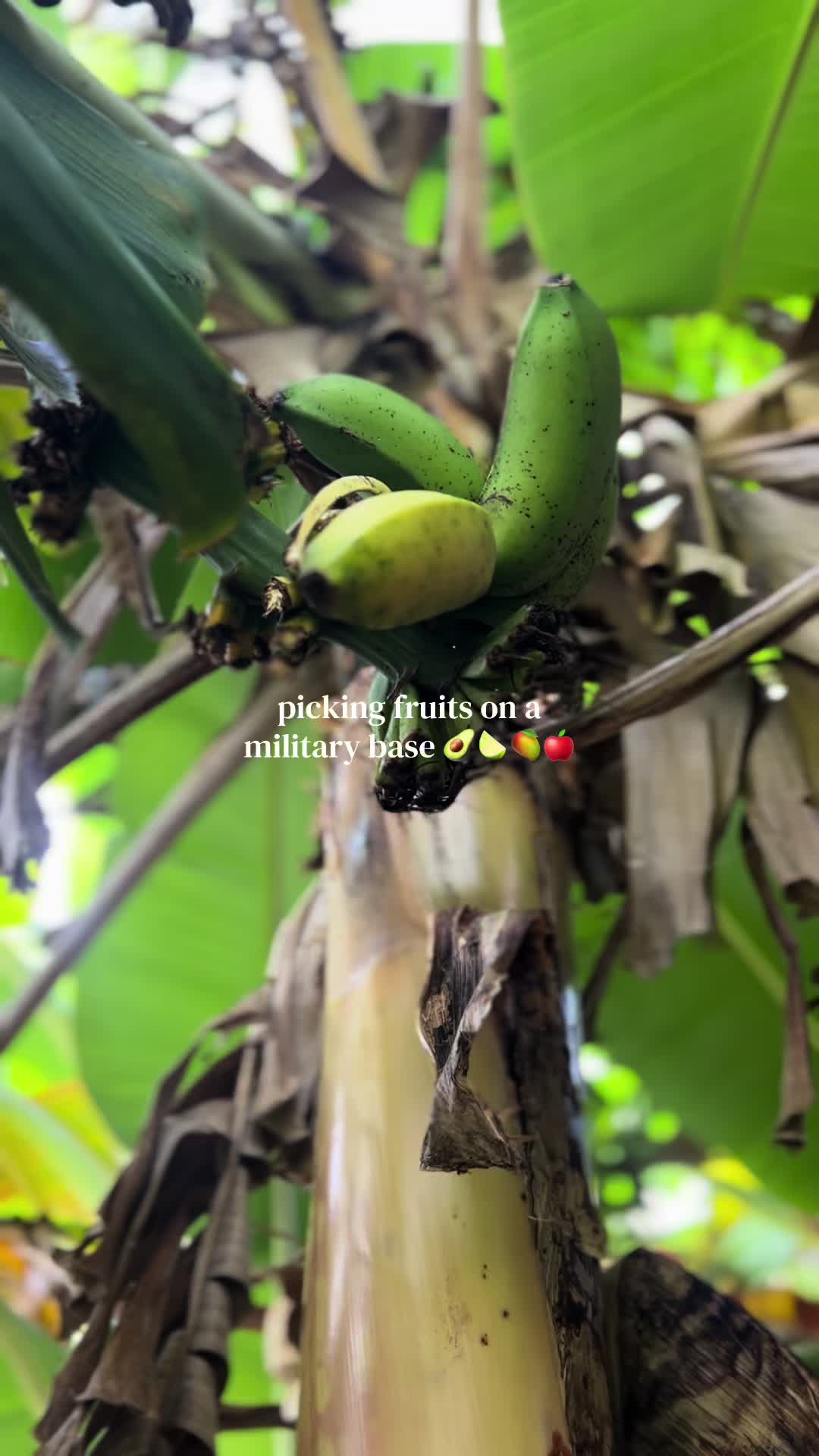 @SyLein👩🏻&zwj;🍳🇫🇲