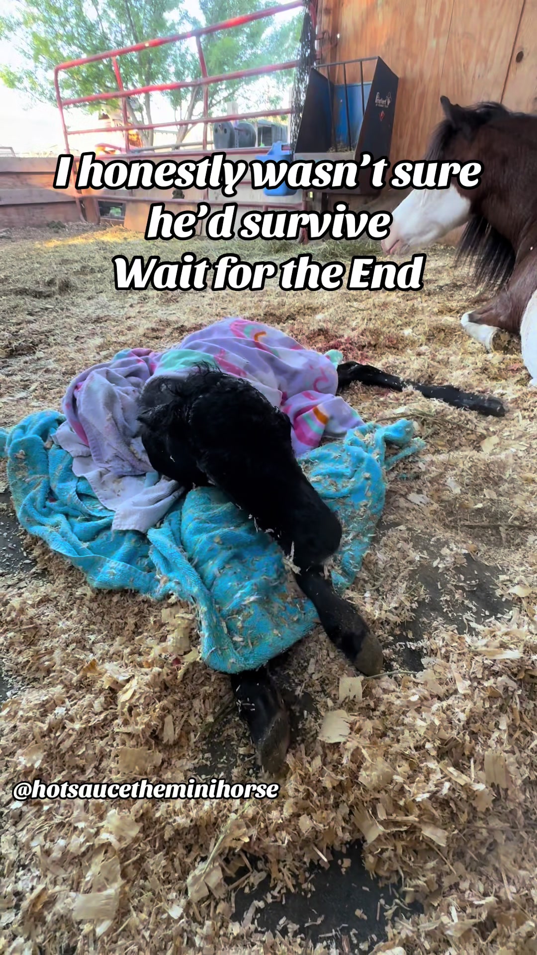 @Hot Sauce the Mini horse 🐎