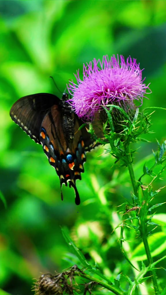 @Naturelover