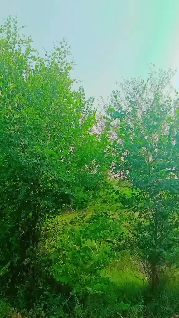 @Rai Sadi Kharal