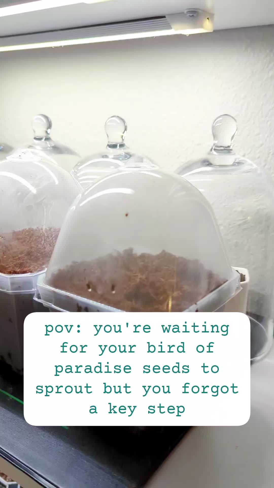 @Plantflix Seeds