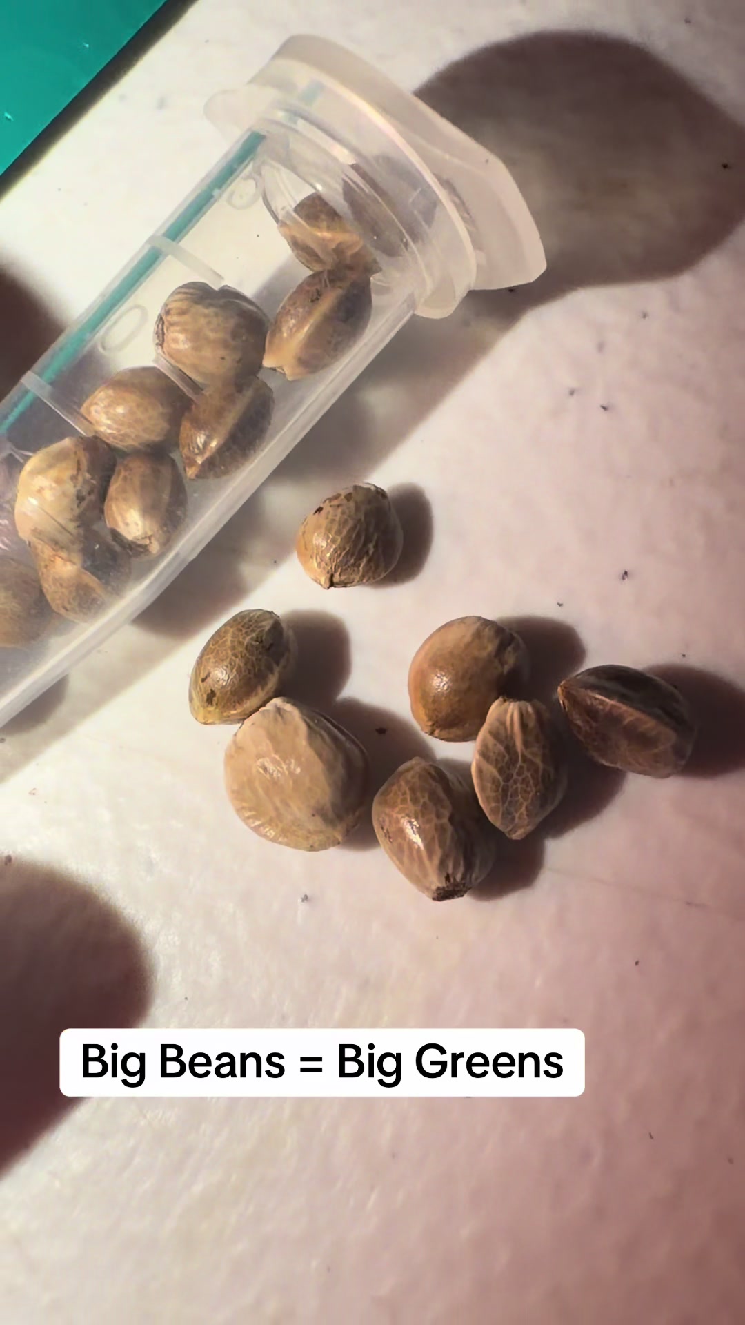 @SEEDTIVA