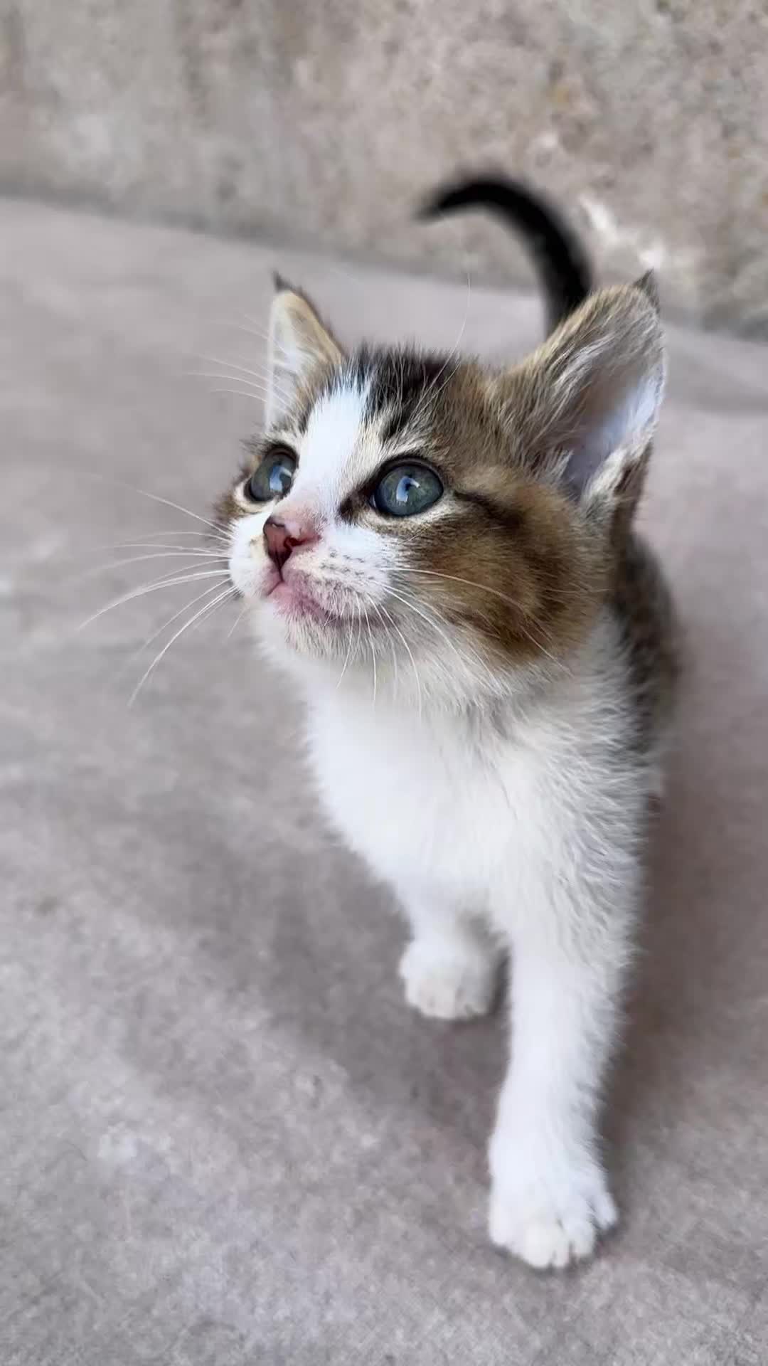 @Stray Cat Talkz