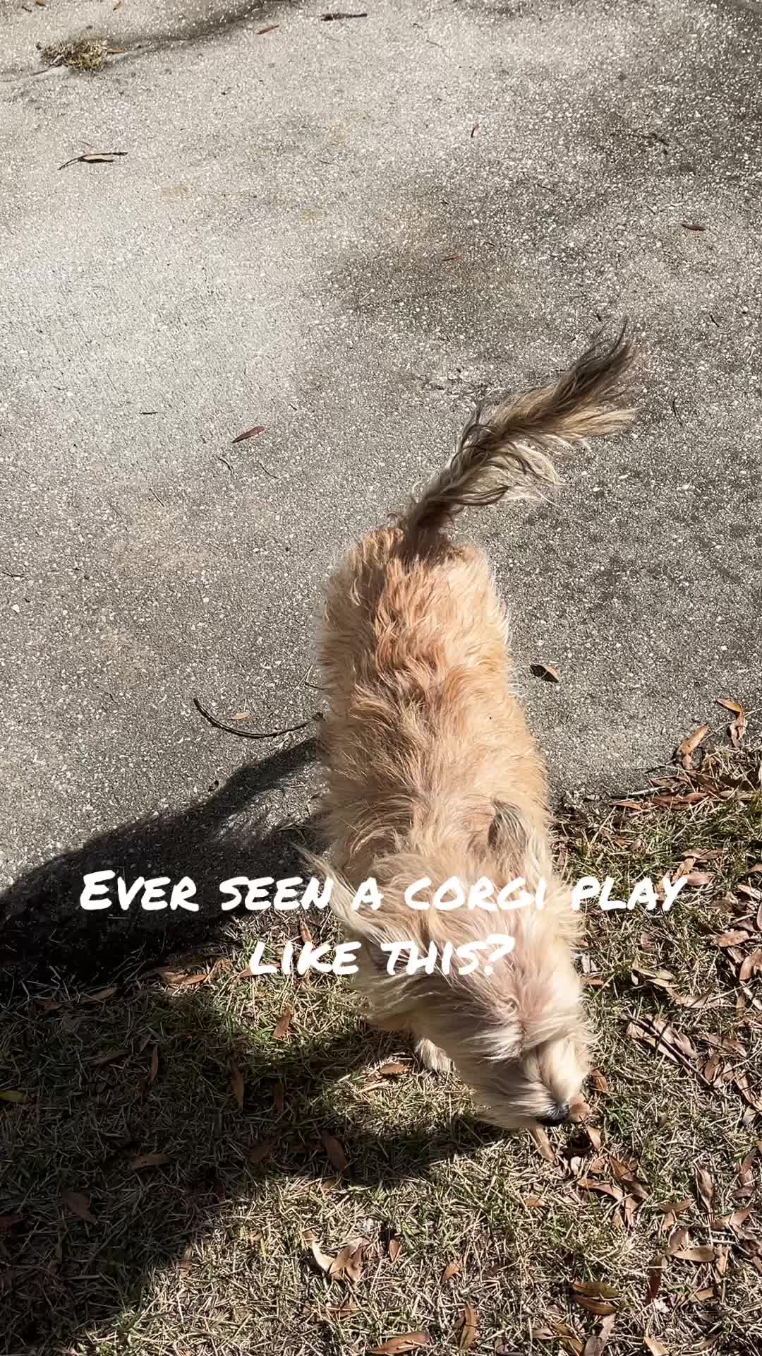 @parkcirclepetconcierge