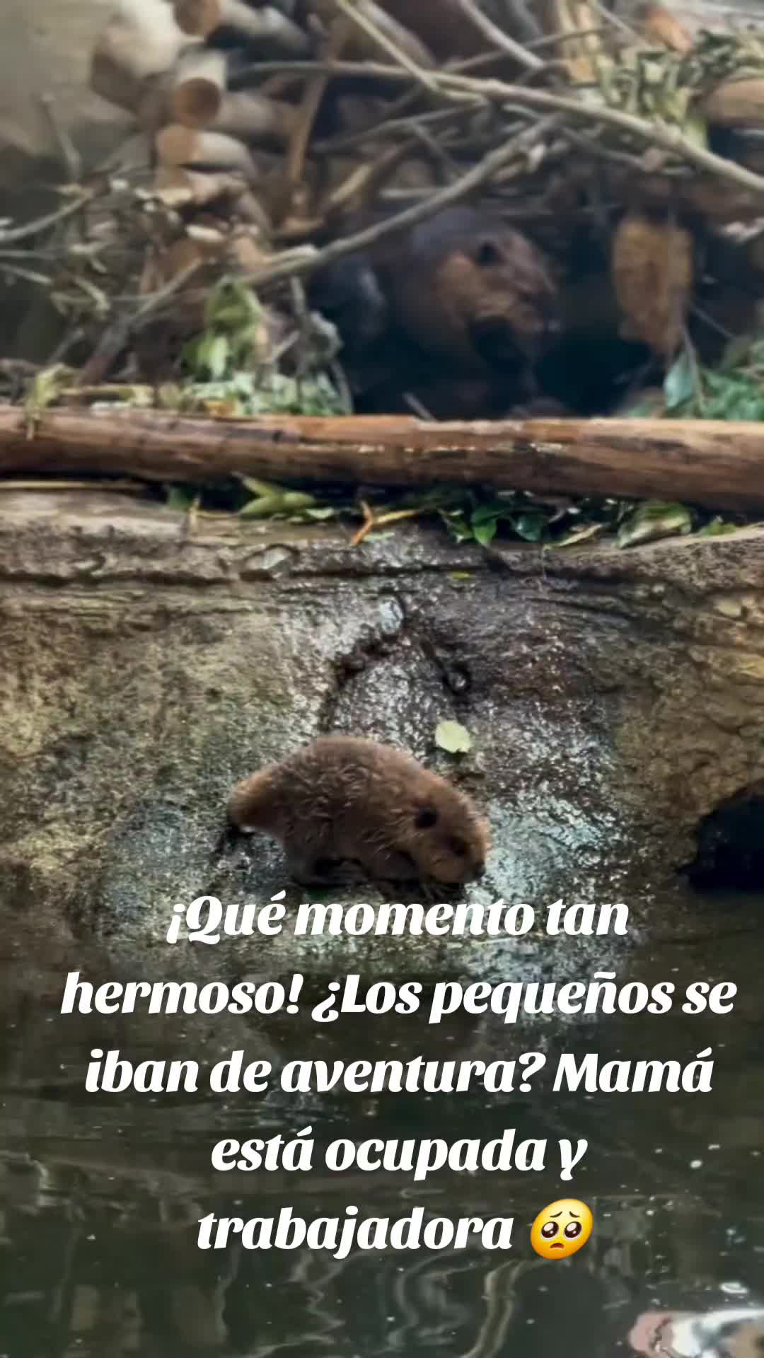@Roxana Nunez