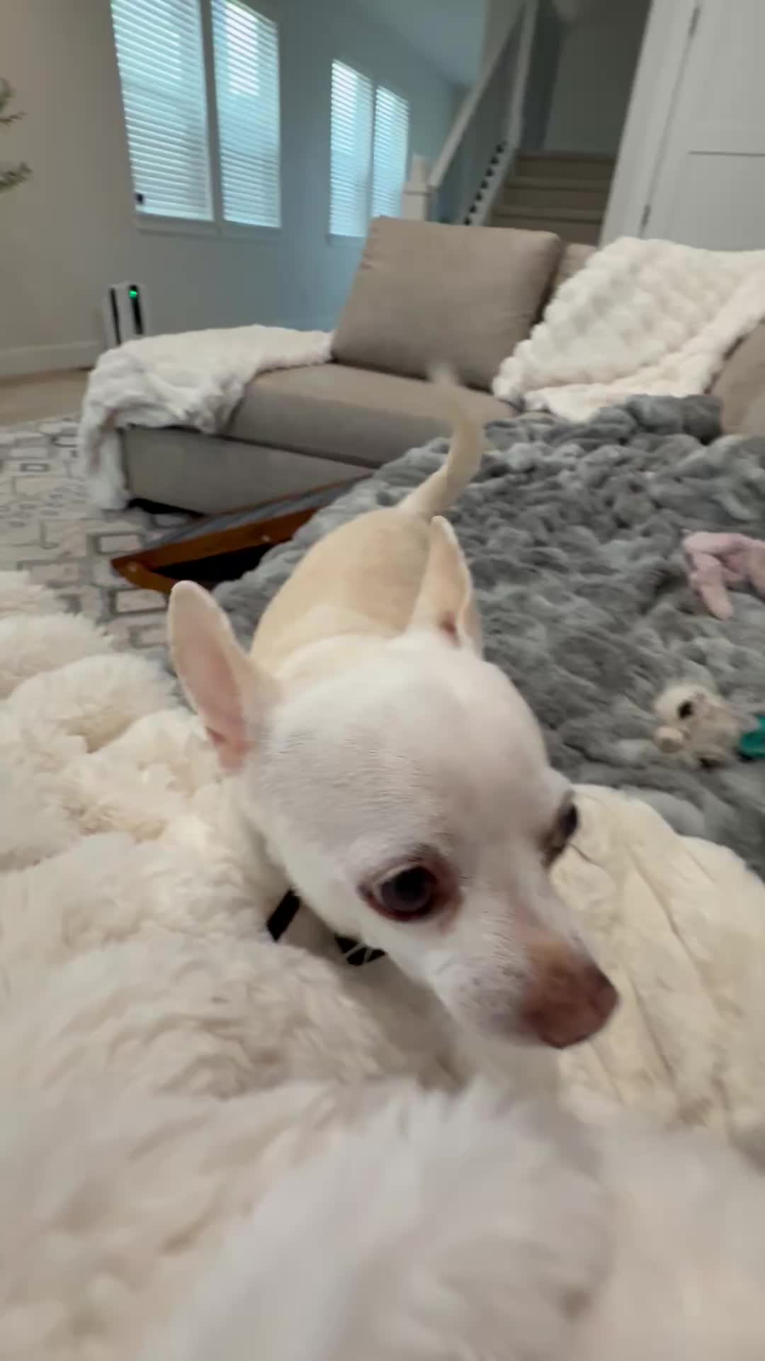 @Maximo Cornelius the Beefy Chi