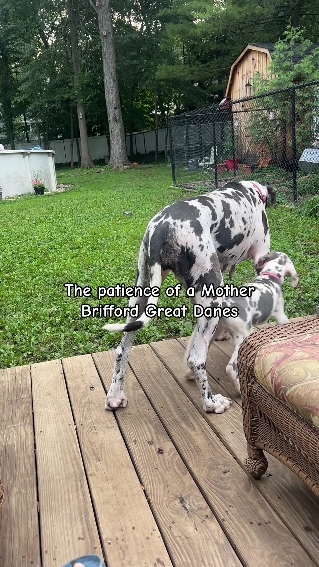@Brifford Great Danes .com