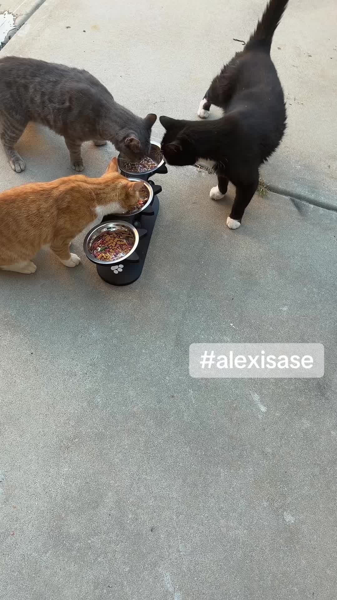 @Alexis AS&Eacute; 🌀