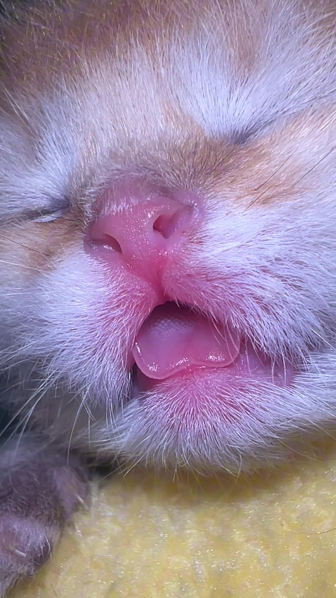 @Soothing Cats😻