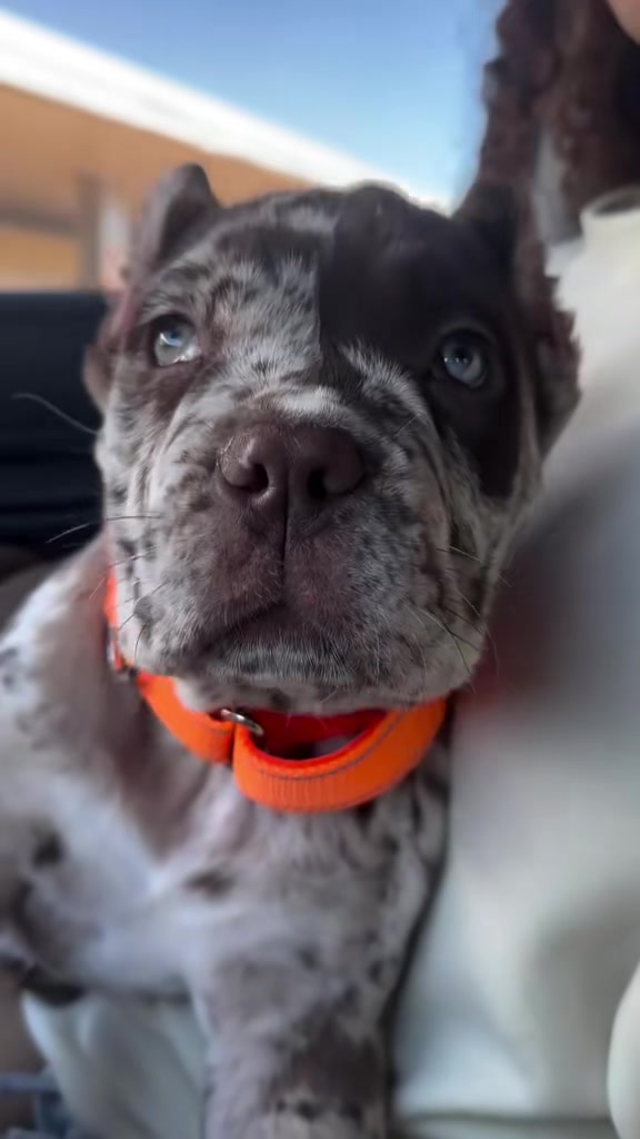 @North America Mastiff Founder