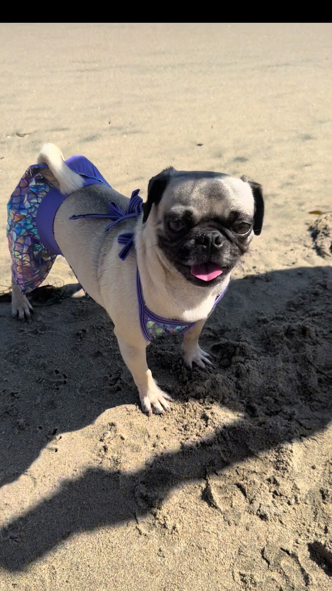 @Pogi y maganda pugs