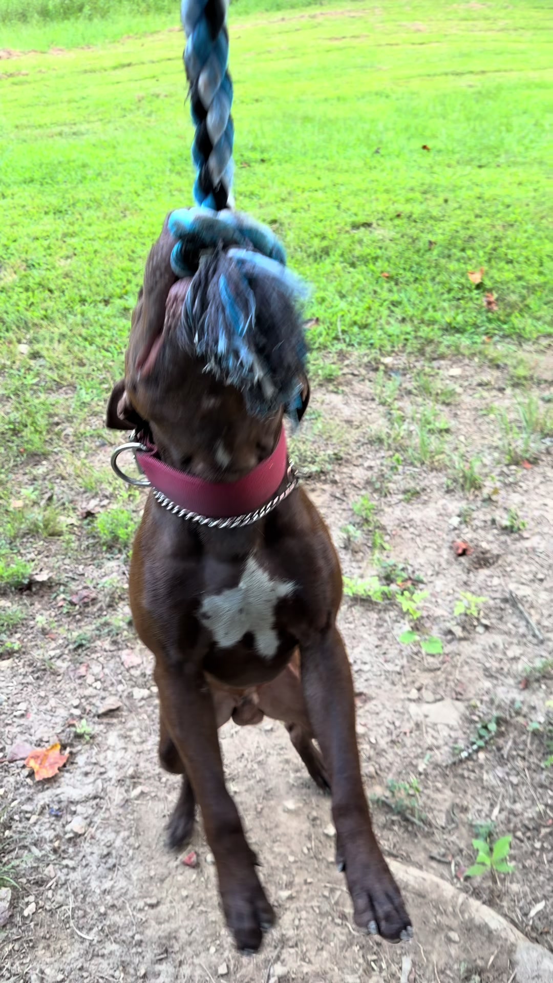@WorldGoneMadKennels