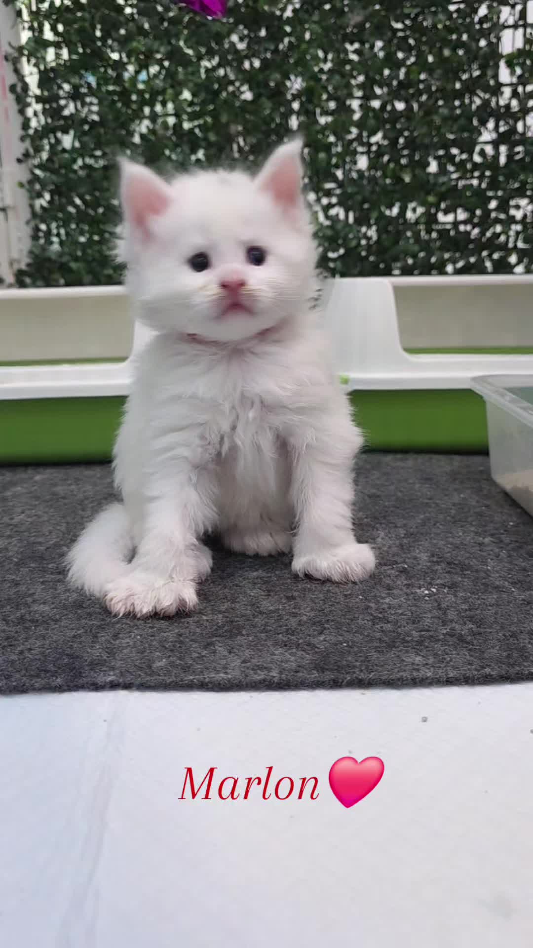@Paw Palace Maine Coon