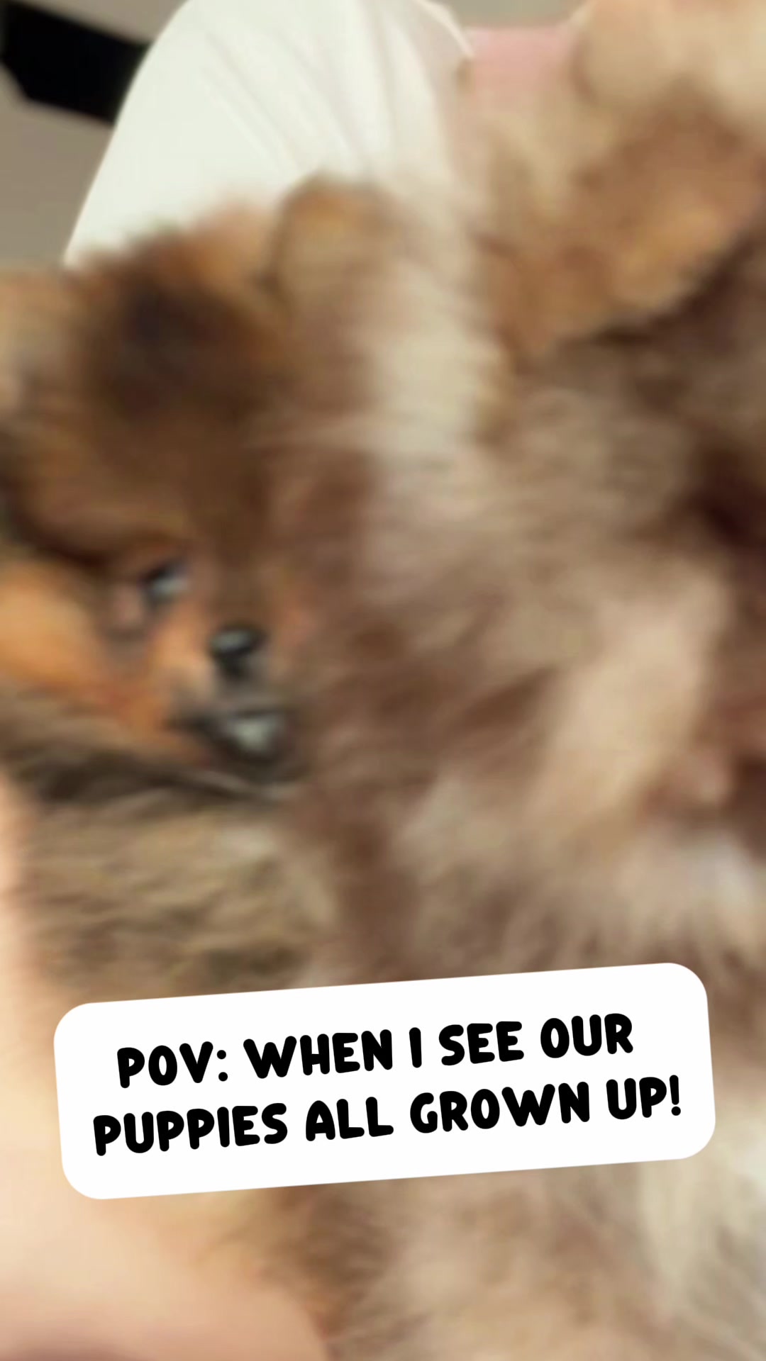 @blessedlittlepaw