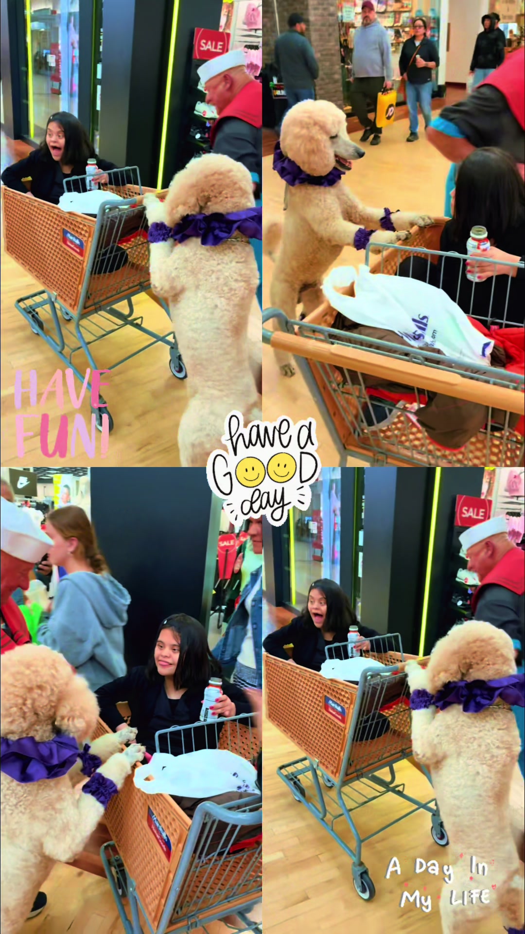 @Pappy the Poodle Merch