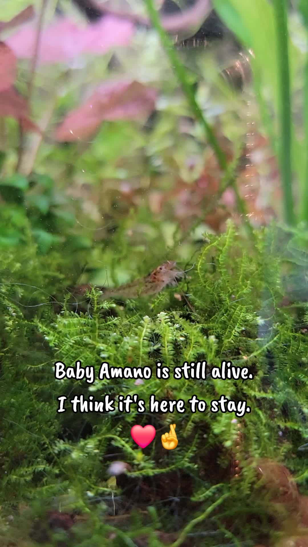 @Fishie Fishy Fish (nano, nano)