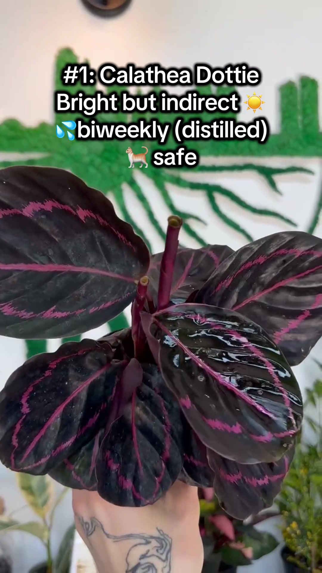 @Rootskc