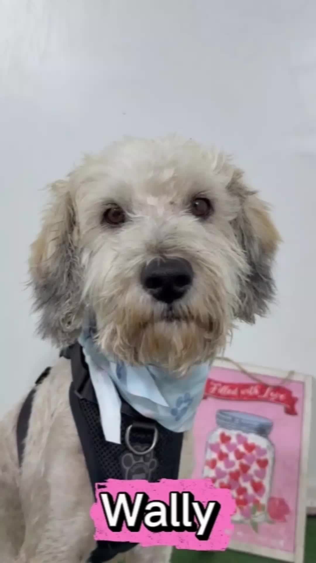@Amazing Dogs Rescue