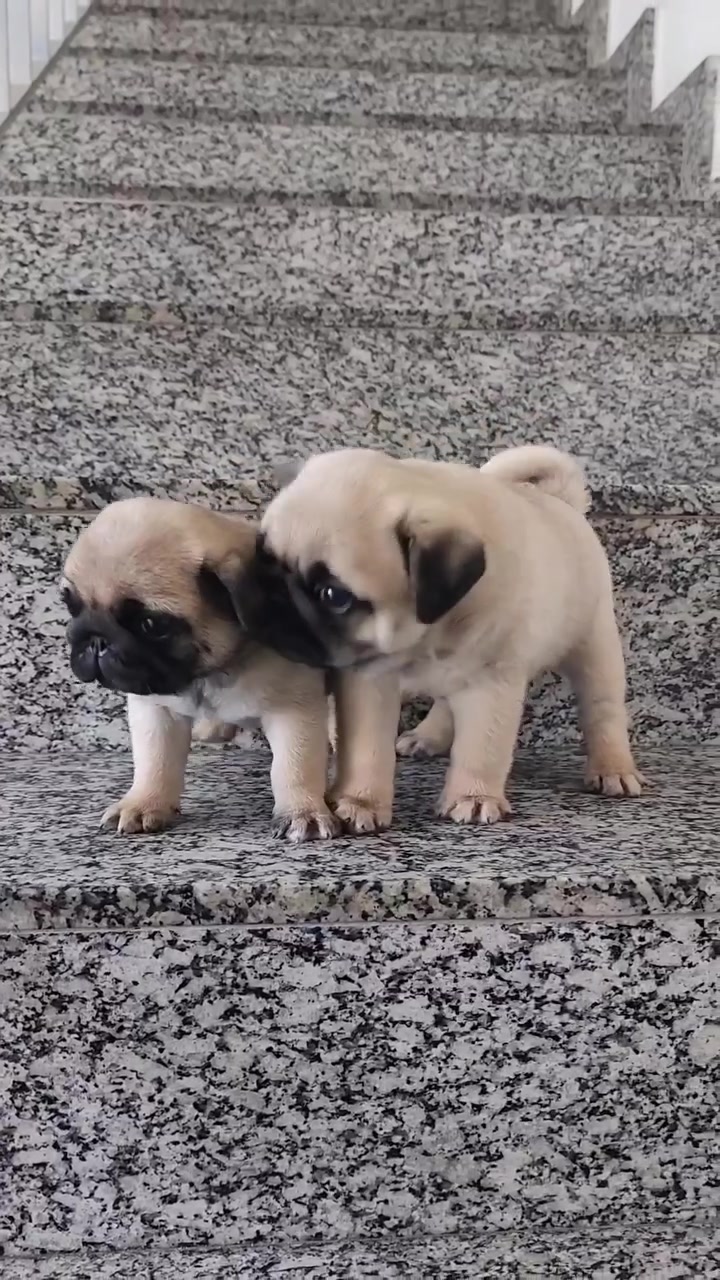 @Pug Puppies world 🐶❤️