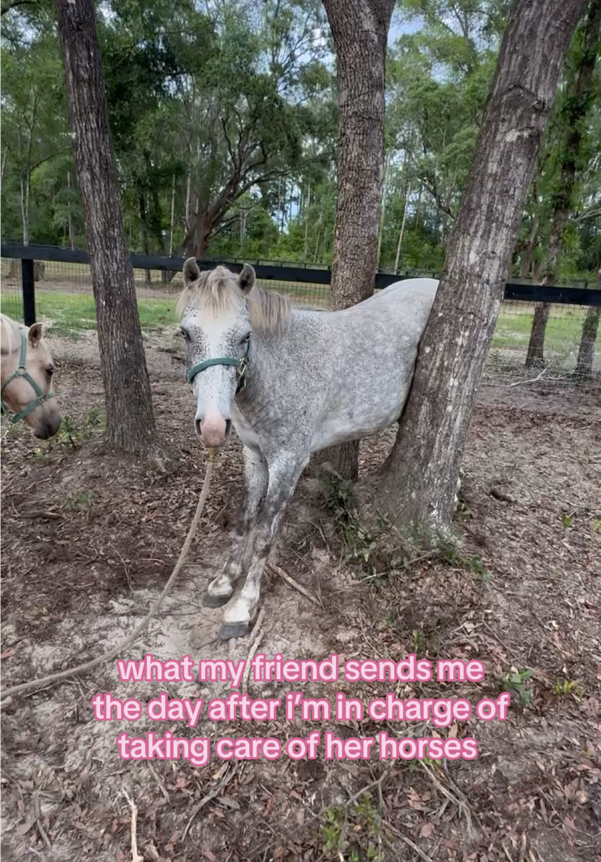 @🐆