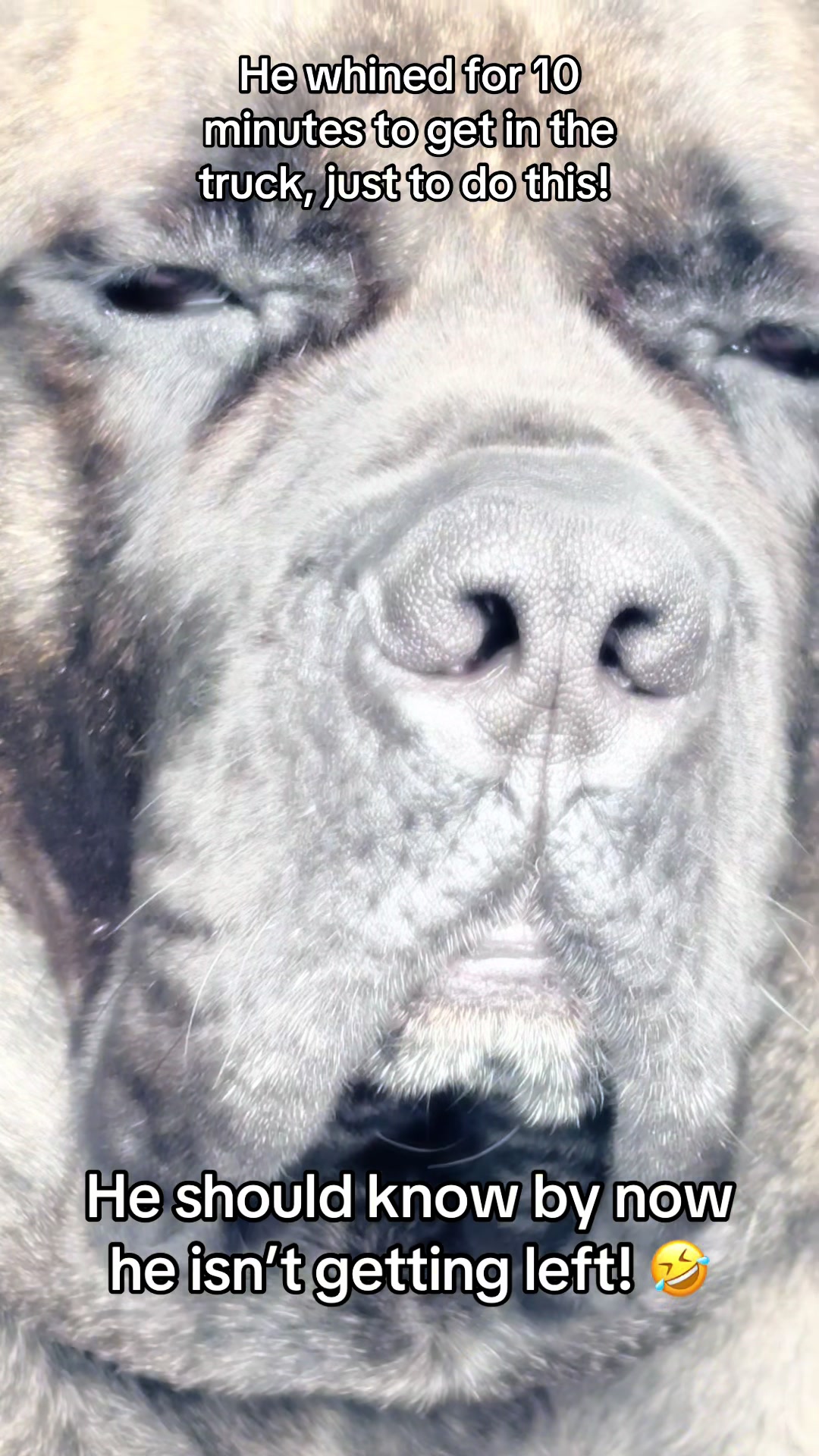 @HULK the mastiff