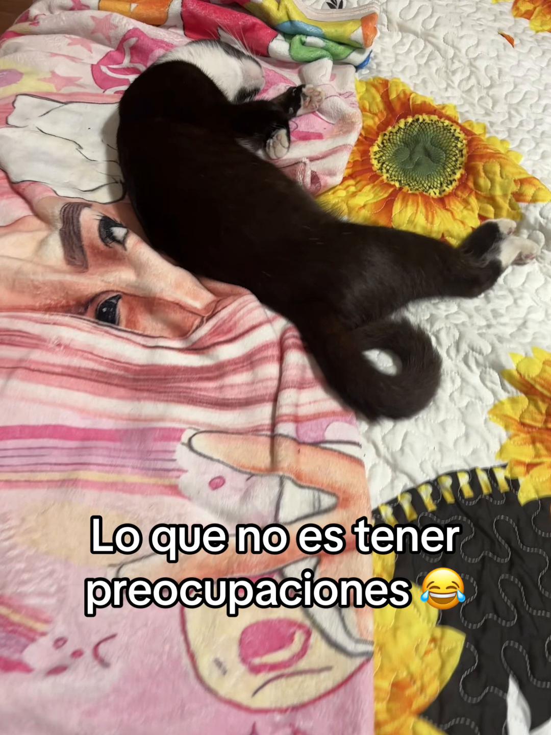 @🌸VB Bichota🌸