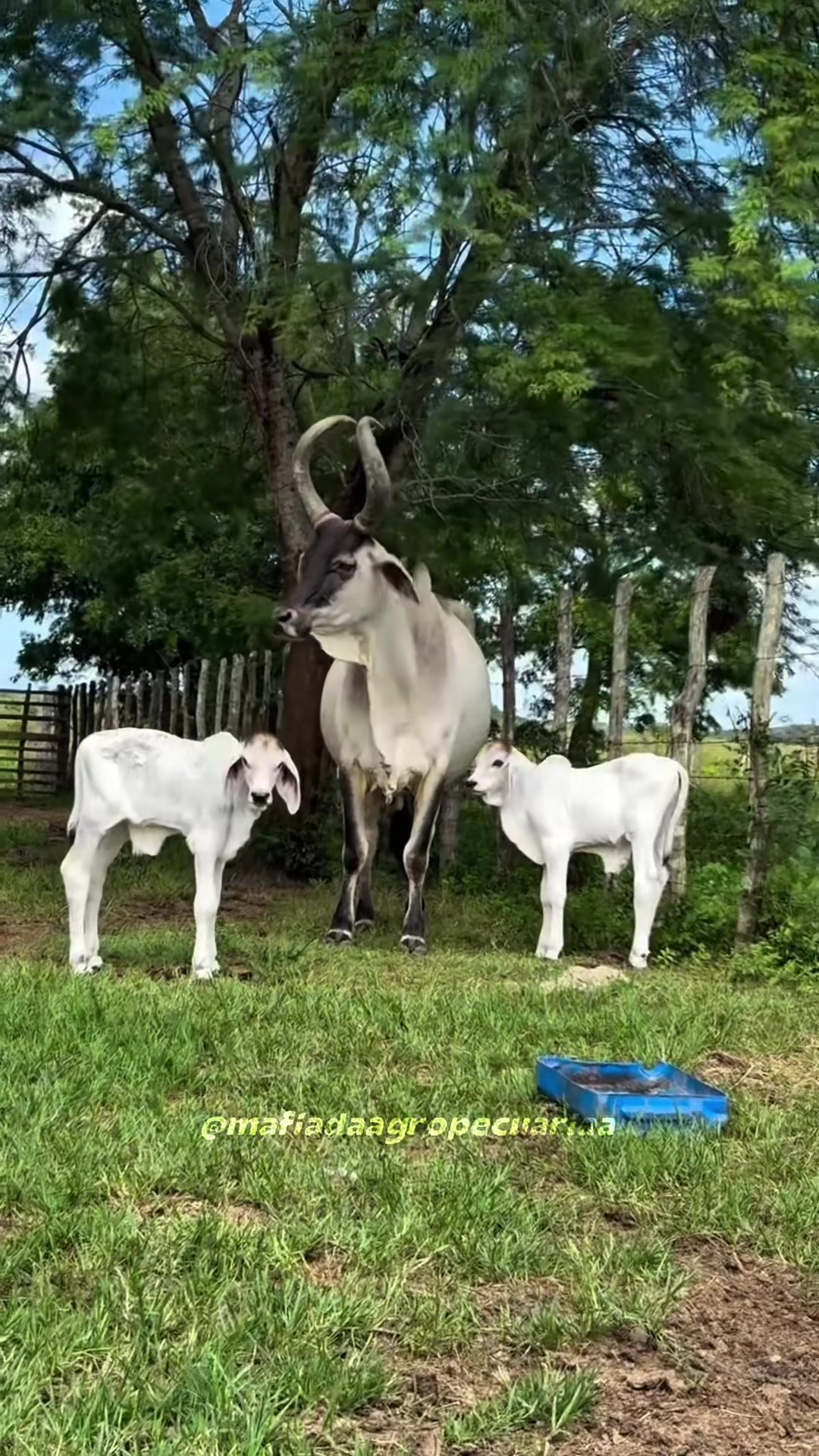 @Pecuaria