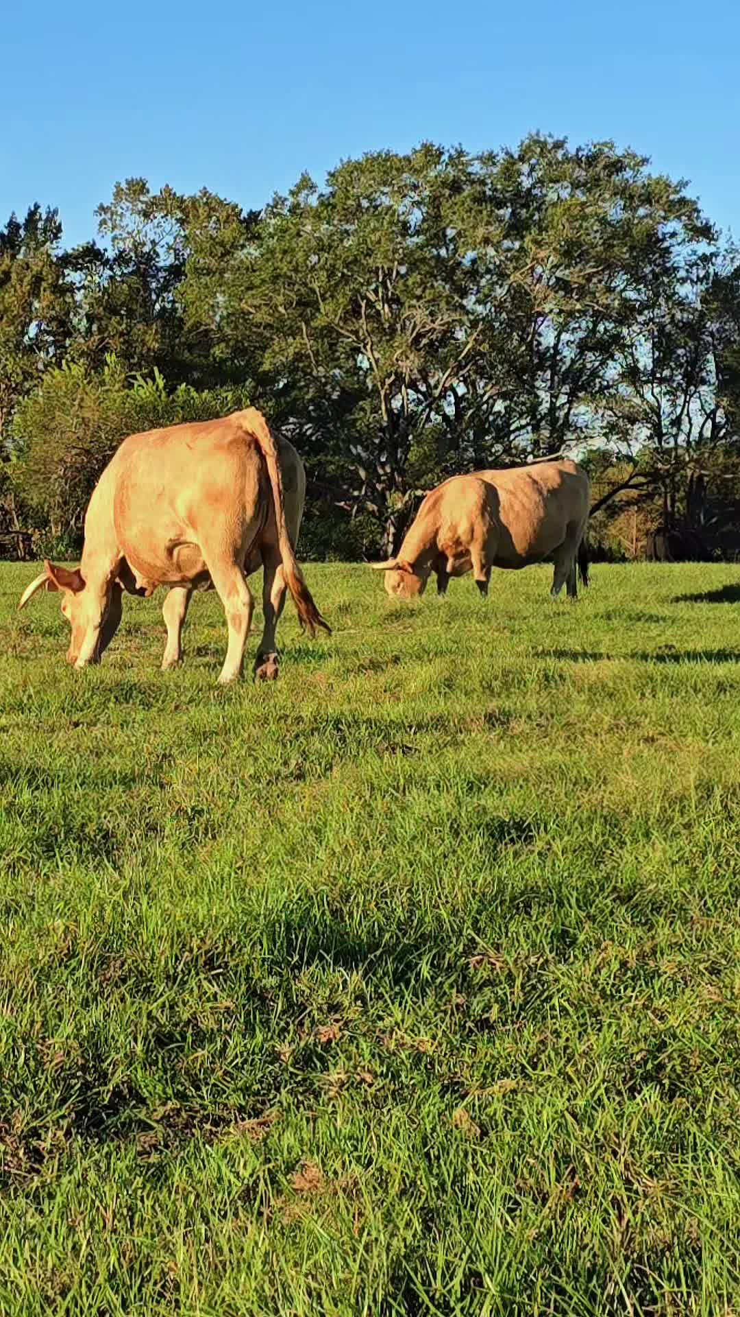 @M.I. CATTLE CO.