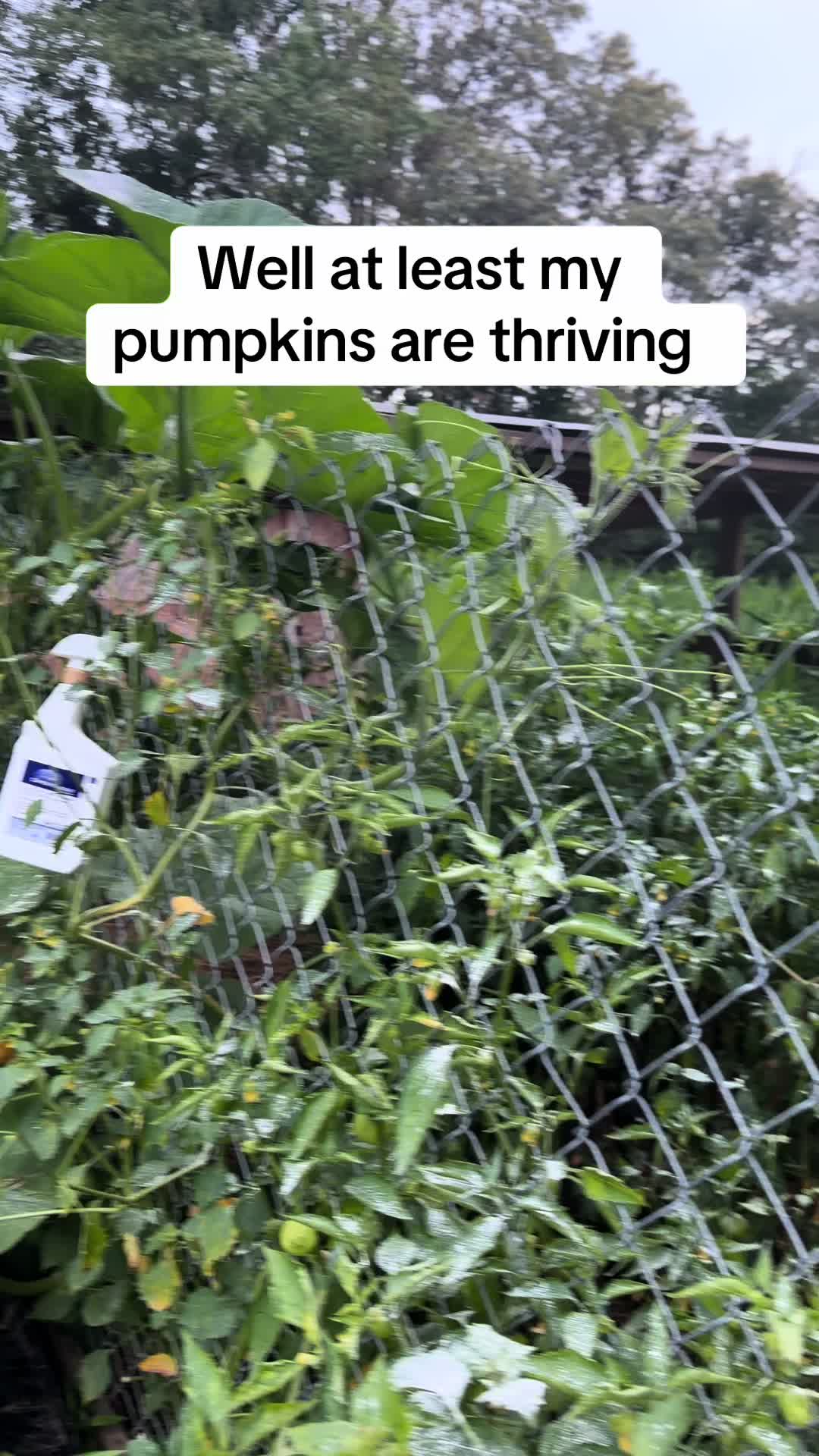 @Farmer Anita 👩🏾&zwj;🌾