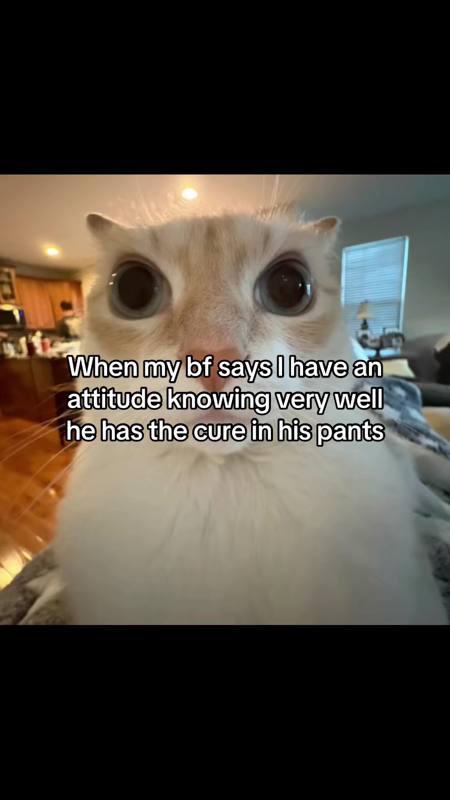 @LavanderCat