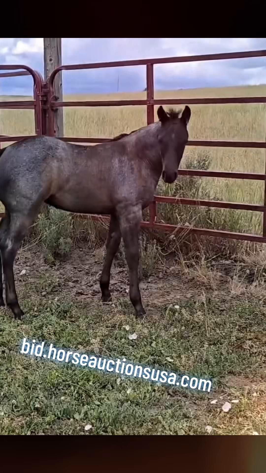 @HorseAuctionsUSA