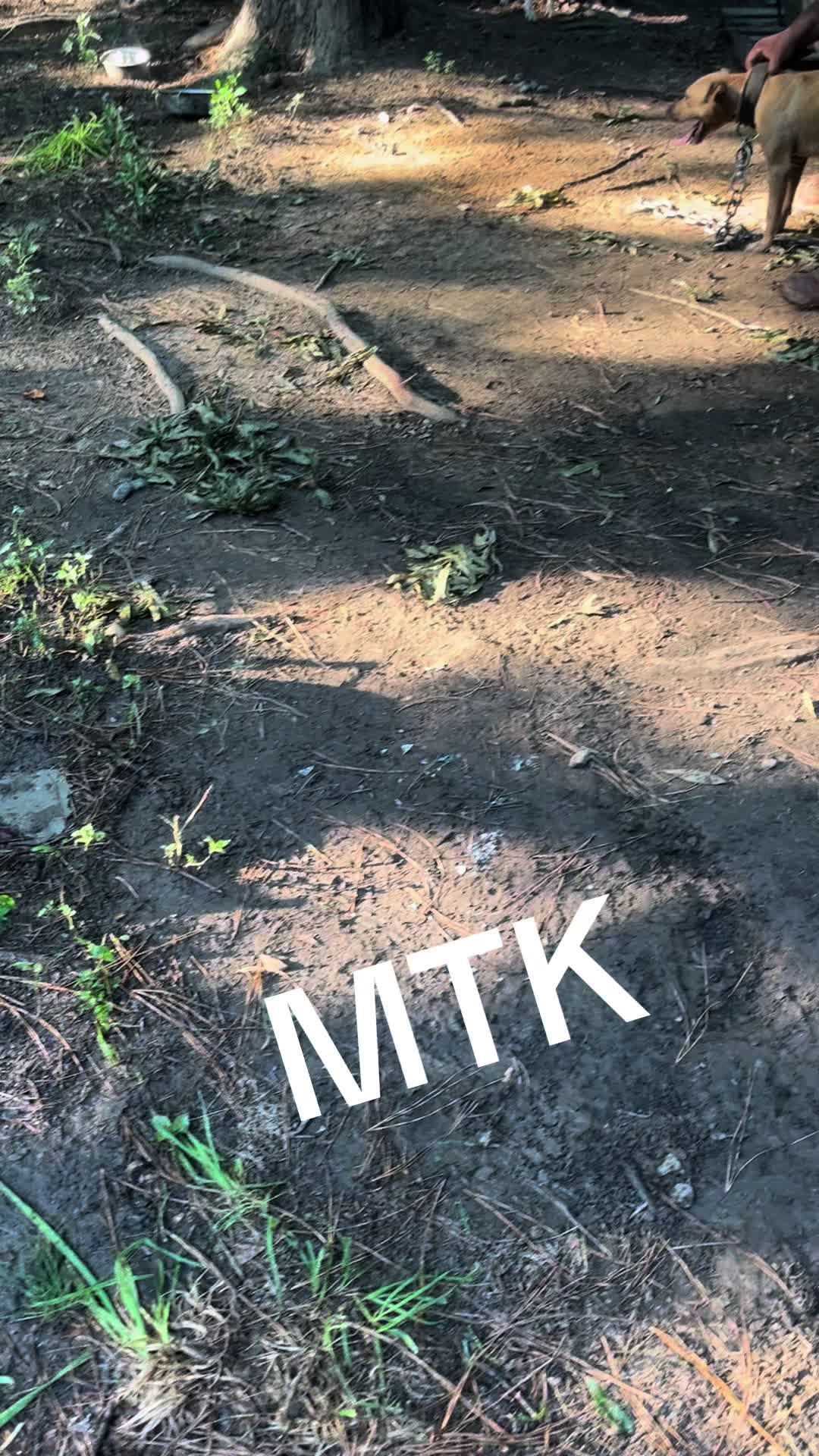 @MoneyTalkKennels