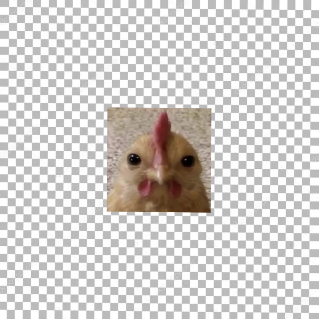 @🐓chickens number 1 fan 🐓