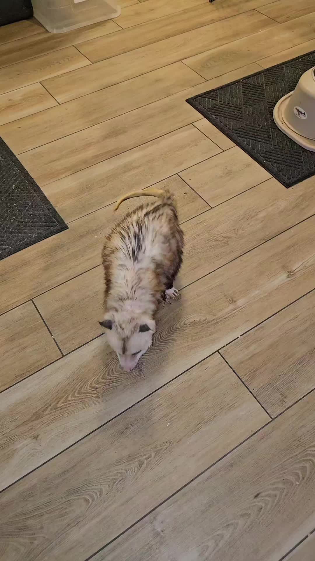 @OPOSSUMDAWGMOM
