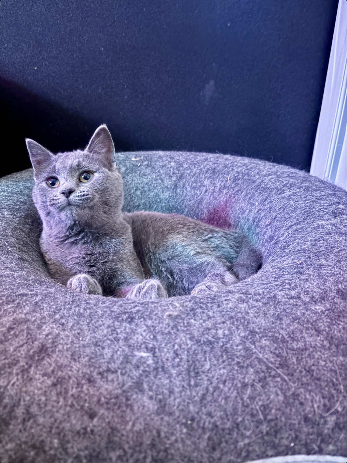 @The Purrfect Pour Cat Cafe