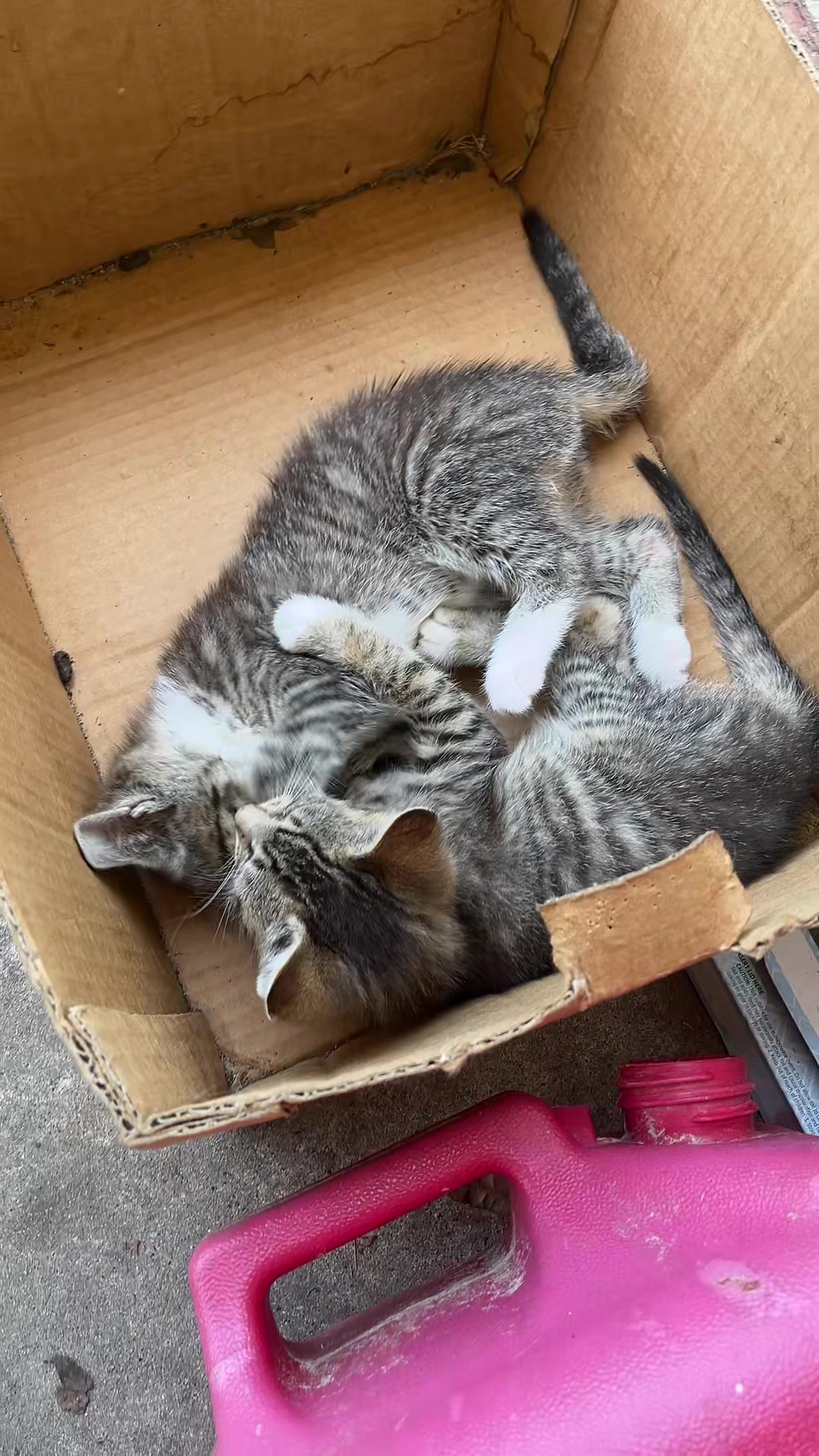 @Cats cats cats