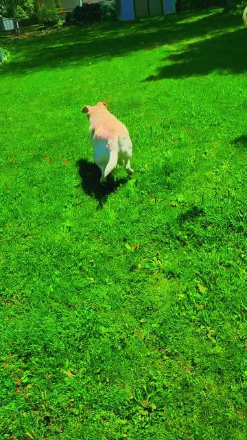 @Ruby.The.English.Labrador