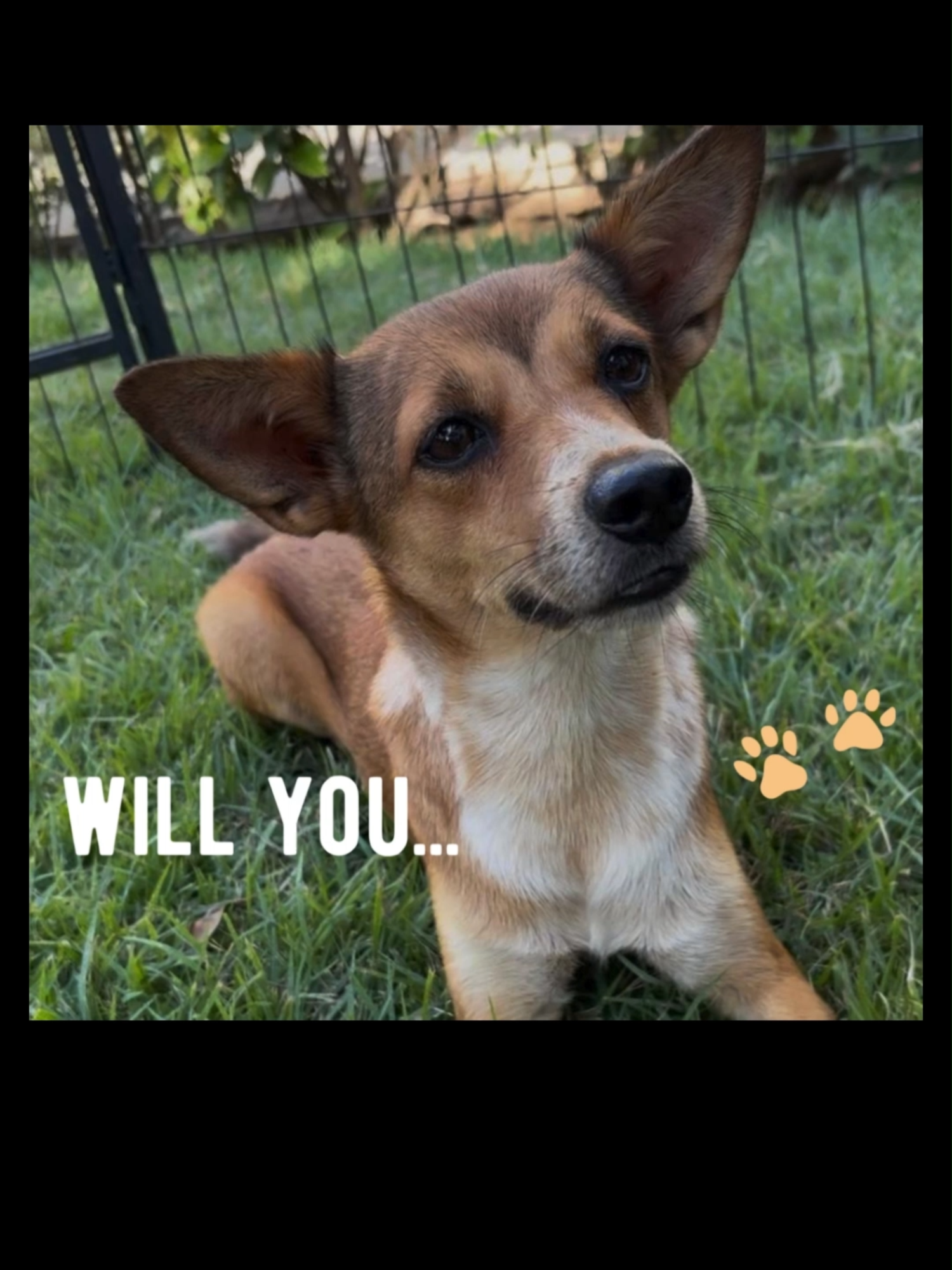 @A Dogs New Life