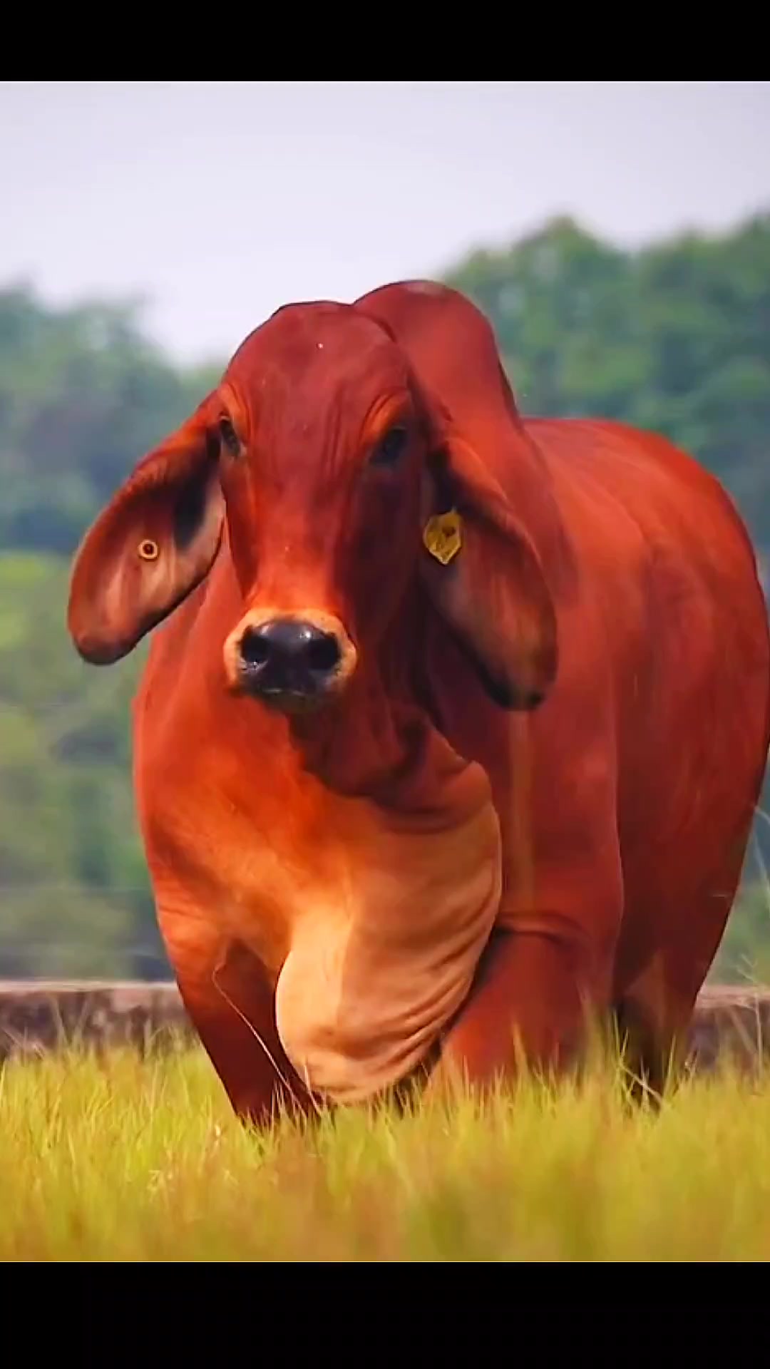 @Animals Lover Rifat