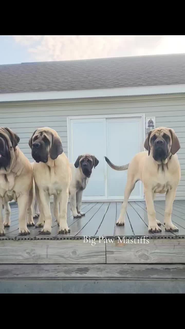 @Big Paw Mastiffs