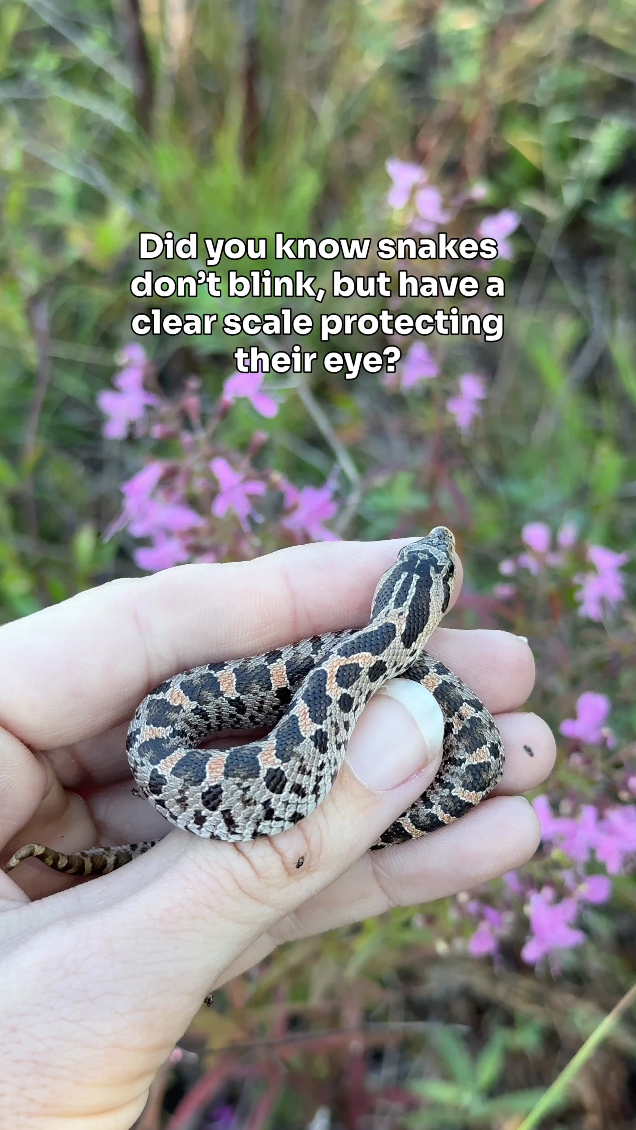 @Megan De Angelis 🐢
