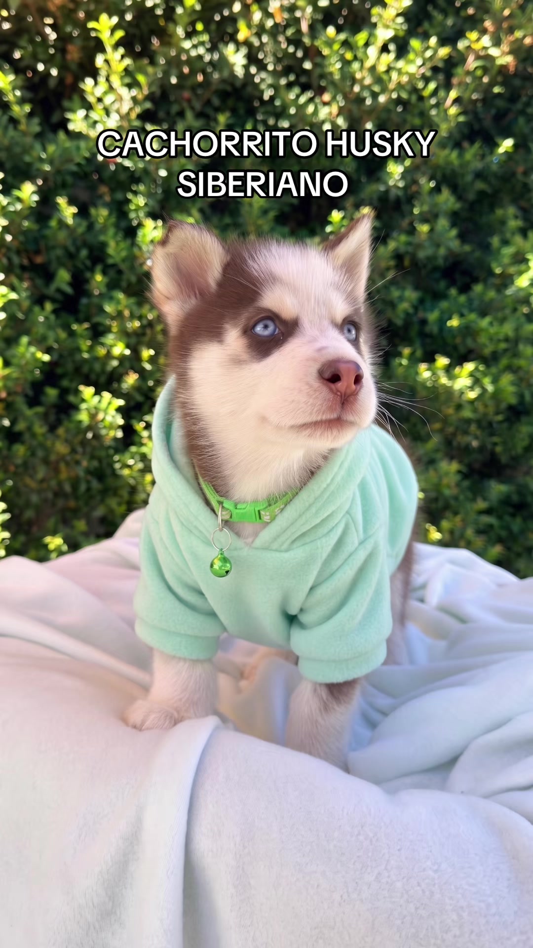 @Super Pet Ecuador 🇪🇨 🐶