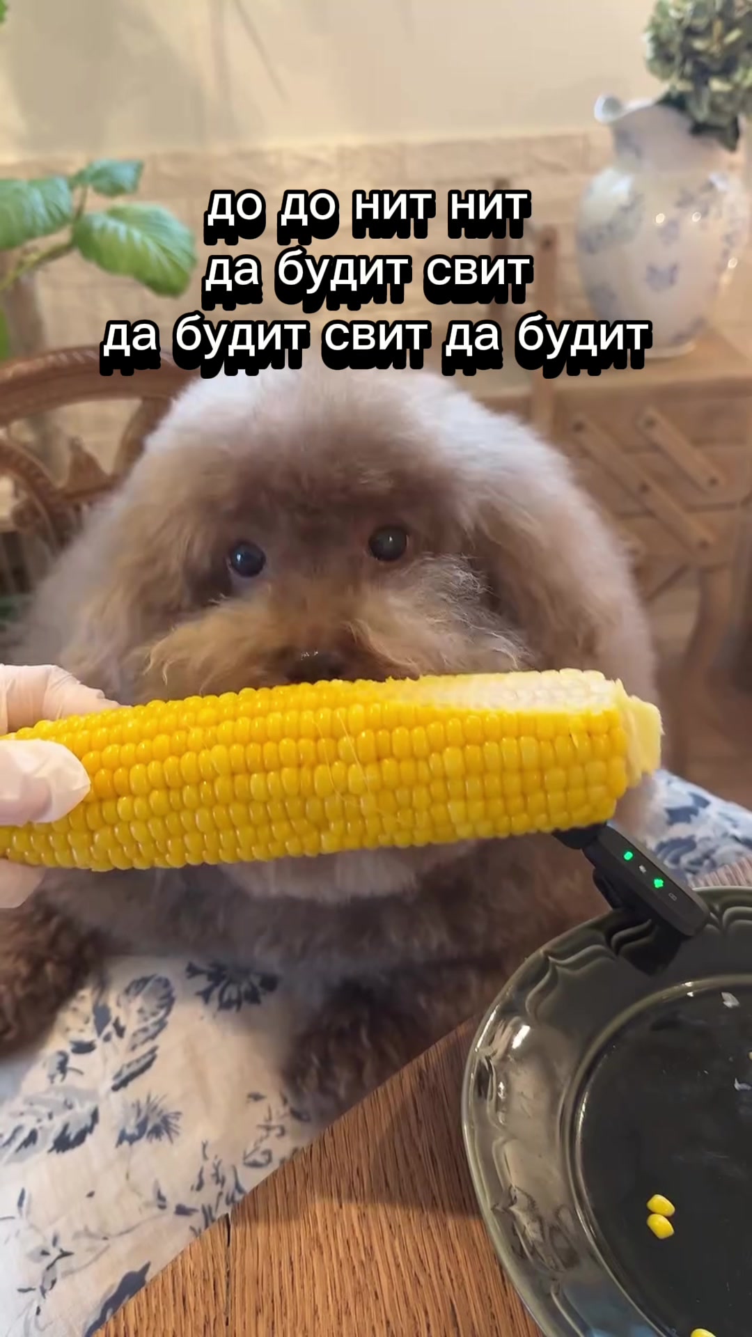 @ипучи
