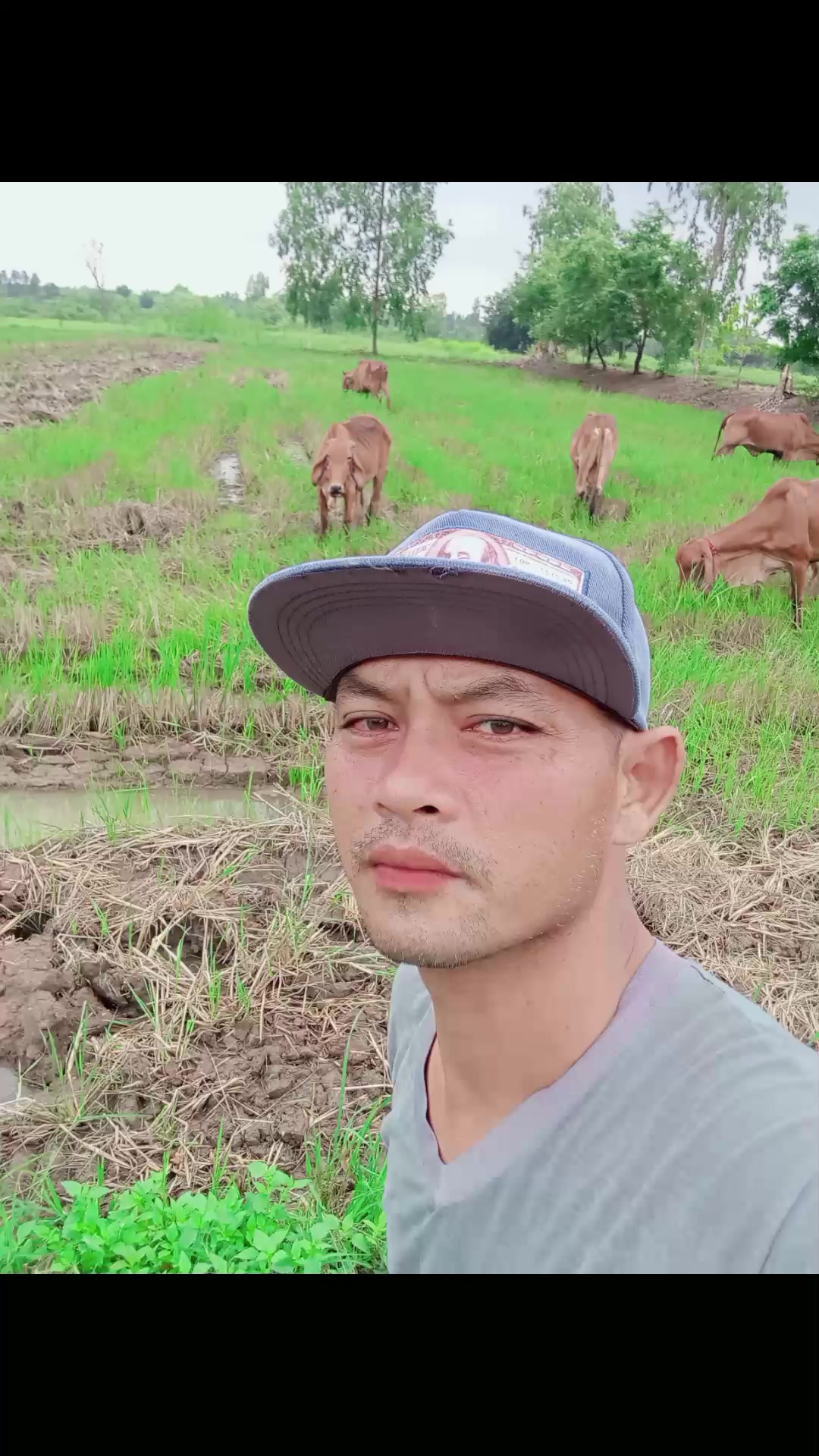 @บุญเพ็ญฟาร์มวัว