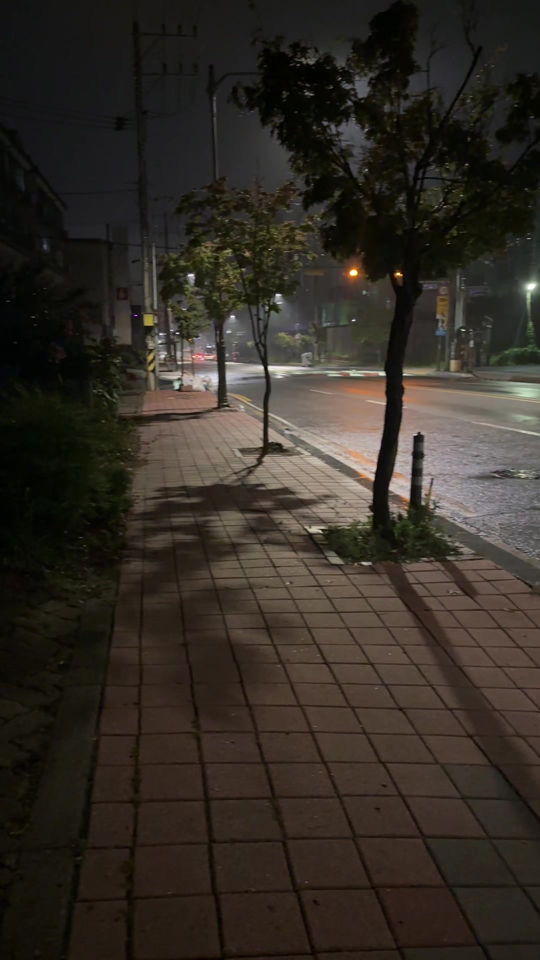 @채채파리