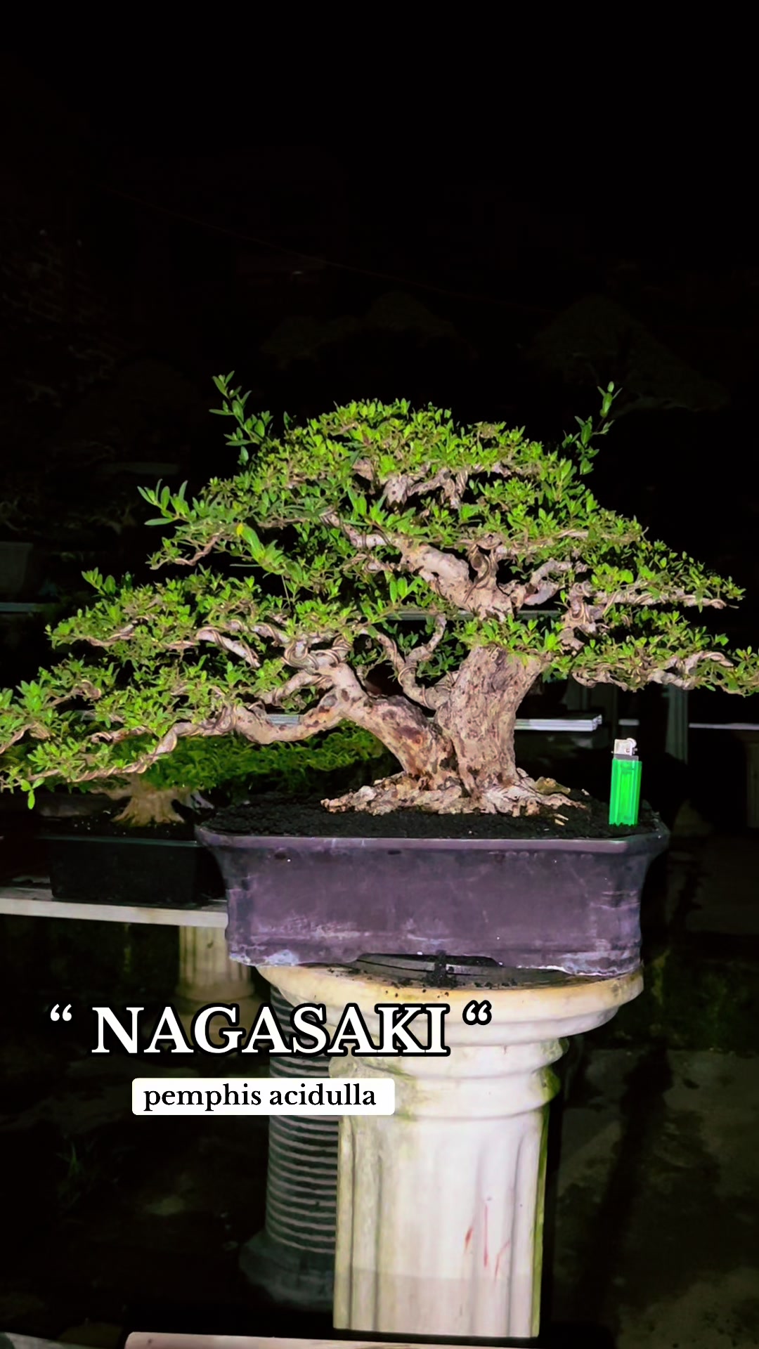 @warbonsai_purwodadi