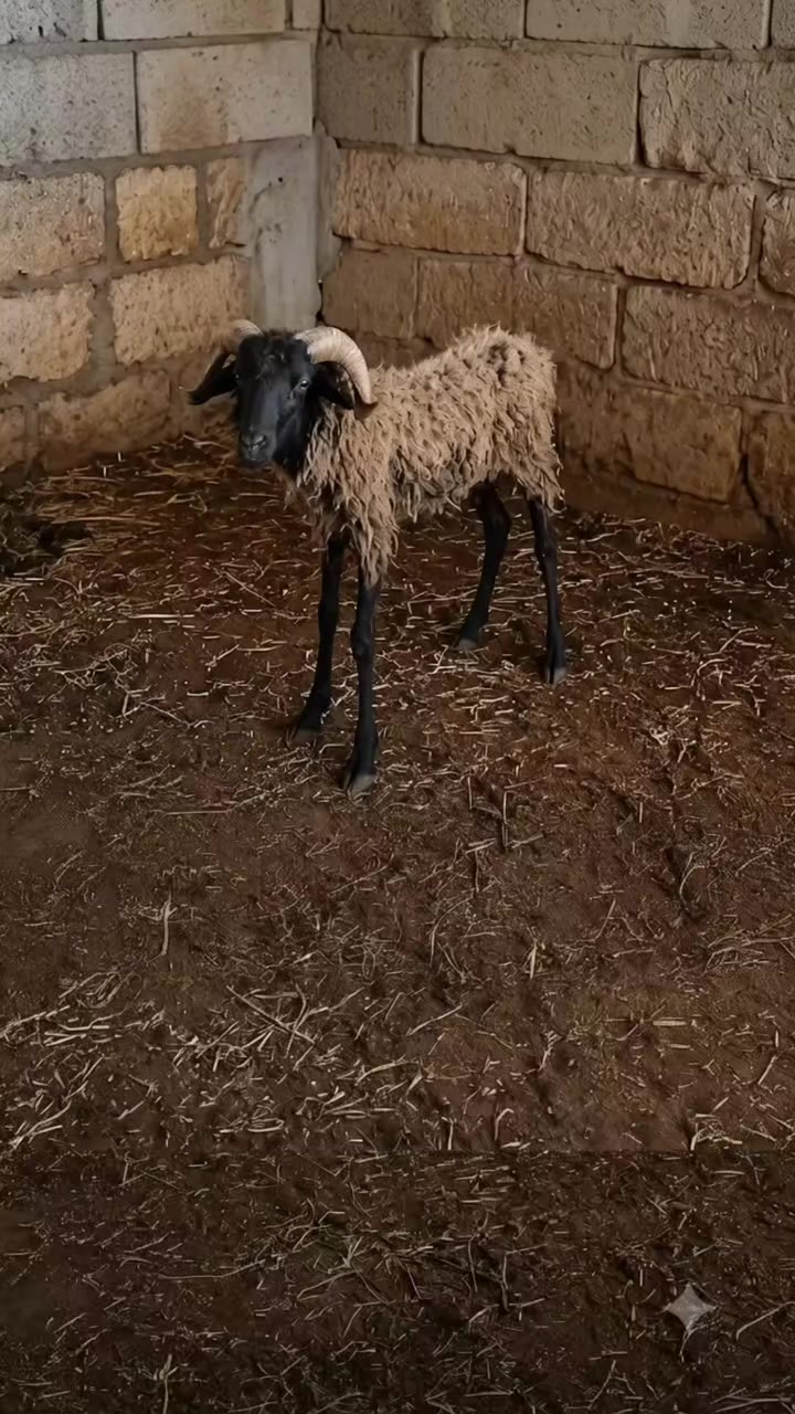 @Bin Majenun