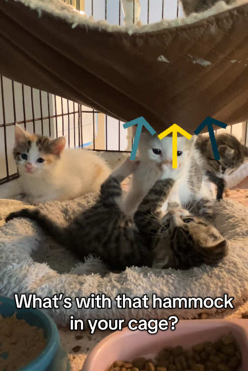 @Adoptacatinc