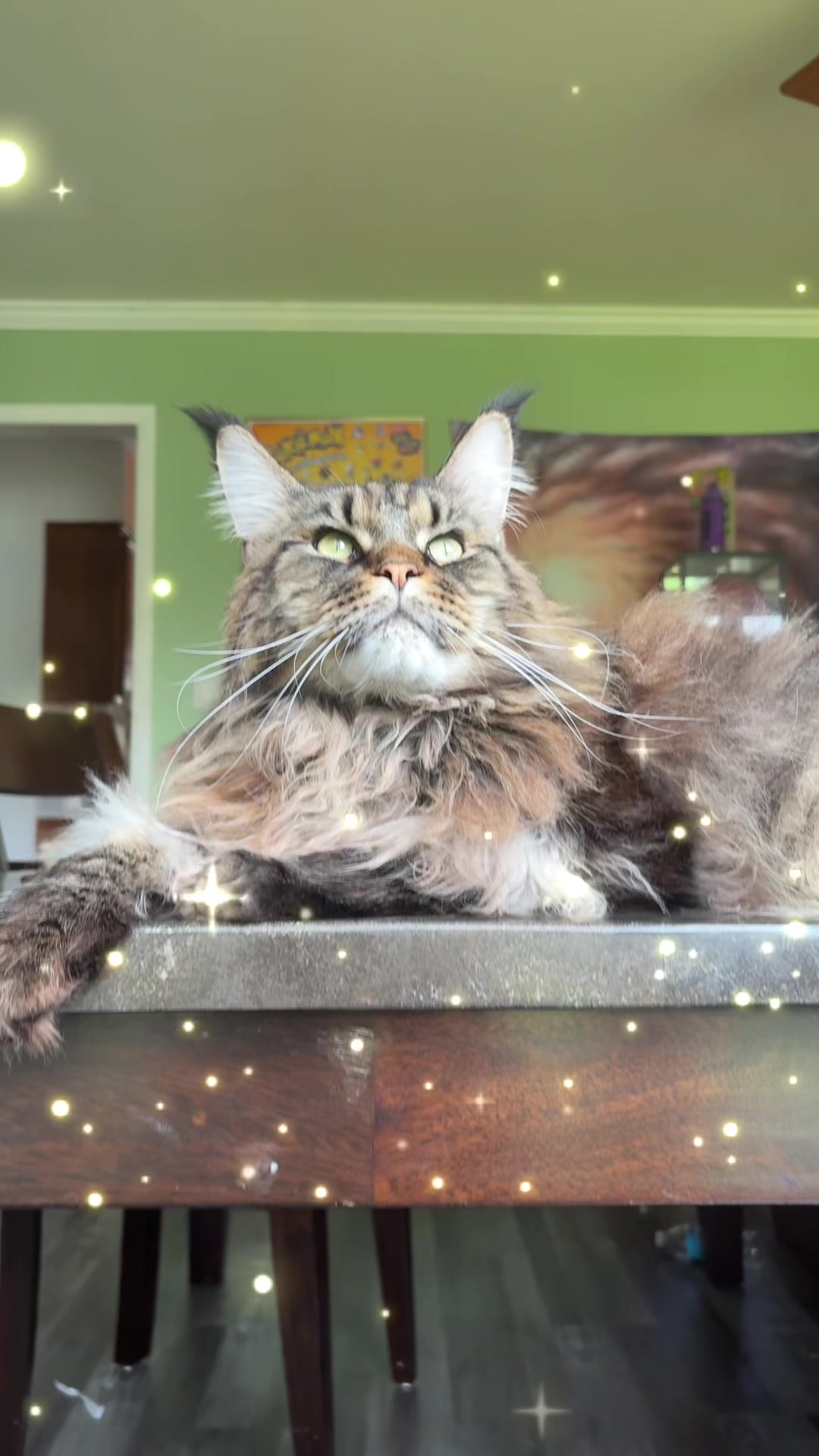 @maryyy🍄🧚🌙🐈&zwj;⬛