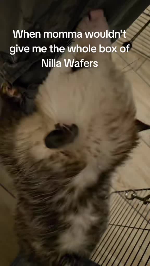 @OPOSSUM/DOG MOMMA Dea
